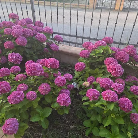 Hotel Palazzo (adults Only) Recanati