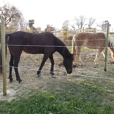 Palazzo (adults Only)